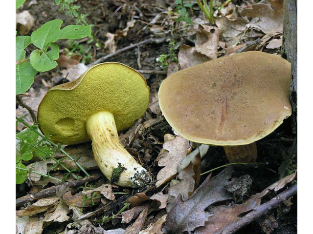Мицелий Моховика зеленого (Xerocomus subtomentosus)